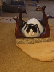 International cat day