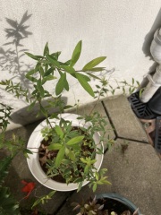 Please help me identify these plants