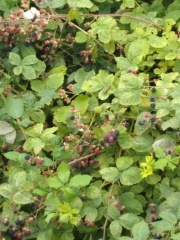 Thread 9 - TalkLair: “Russell's teapot goes on being round”