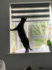 What's your pet doing right now?