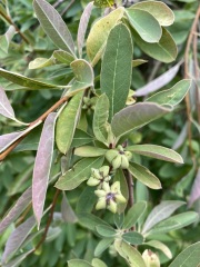 What's this tree?