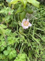 Rose identification
