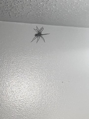 Can anyone identify this spider ***TW PHOTO***