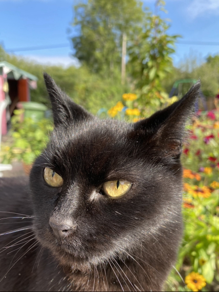 A thread for older cats 10+