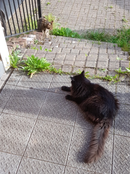 Thug cat part 5 - For he will not do destruction, if he is well-fed, neither will he spit without provocation.