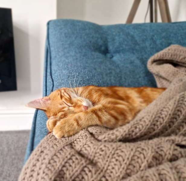 Please can I see your orange cats?