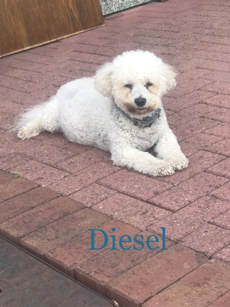 Let’s see your Bichon Frisées