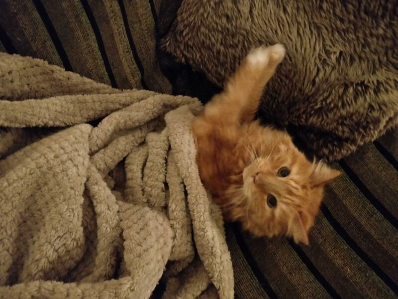 Please can I see your orange cats?