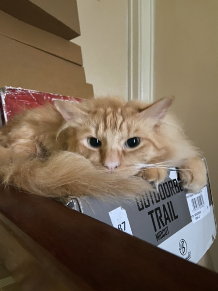 Please can I see your orange cats?