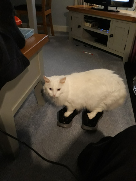 Further Adventures of the Excellent Cats