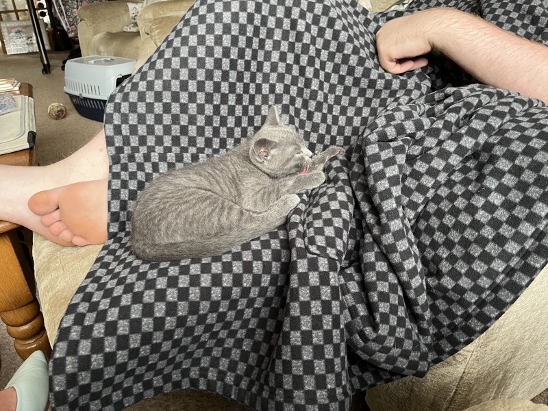 New kitten arrived