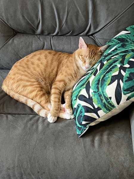 Please can I see your orange cats?