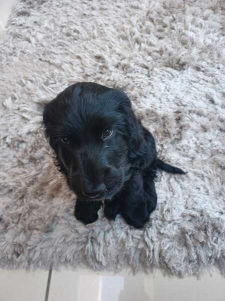 Suggestions for first family dog