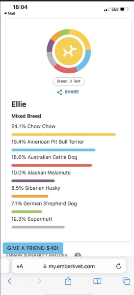 What is going to happen to all the litters of xl bully puppies?