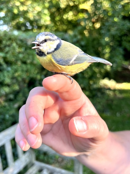 A bird in the hand [with photo!]