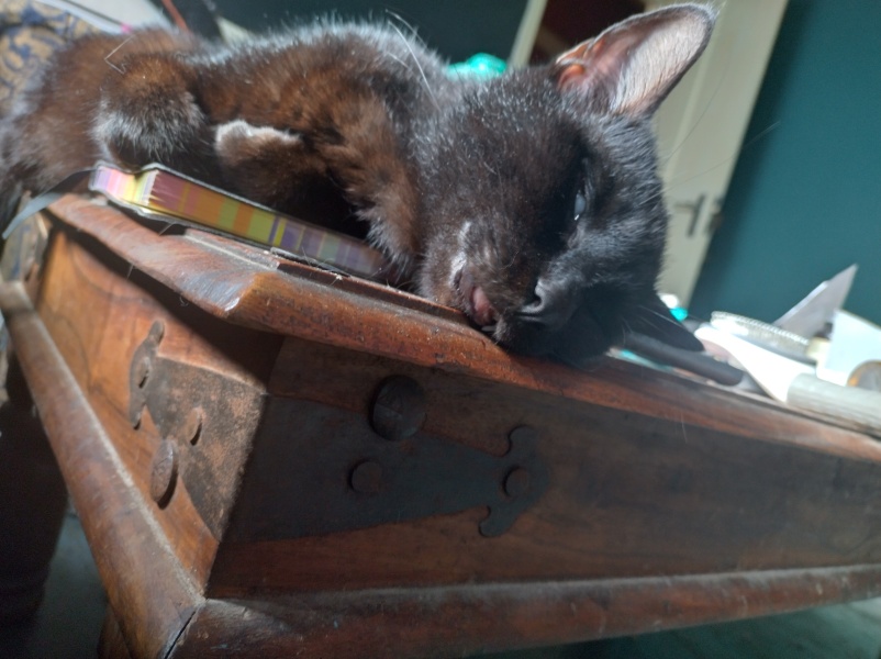 Further Adventures of the Excellent Cats