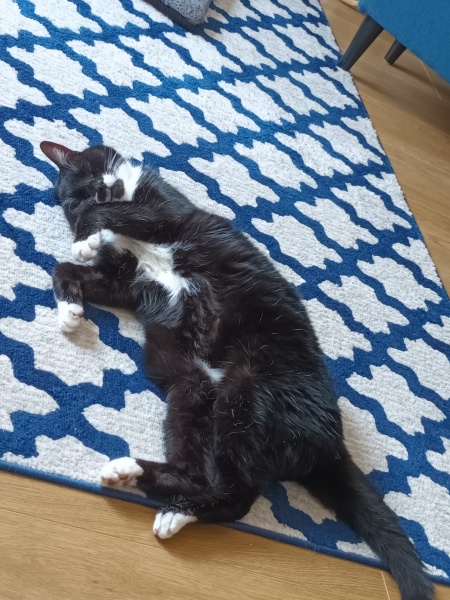 18 year old cat lethargic