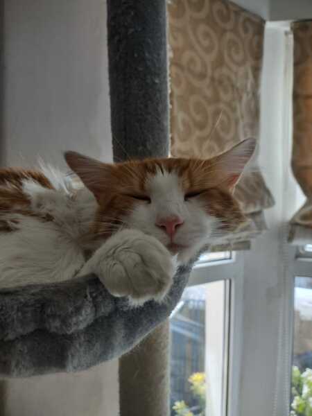 Please can I see your orange cats?