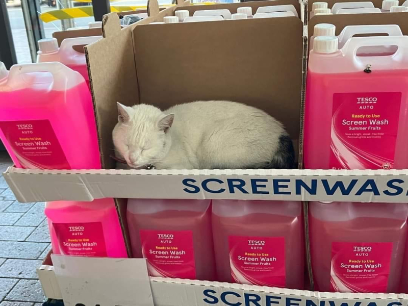 To enter the supermarket with my cat in the carrier