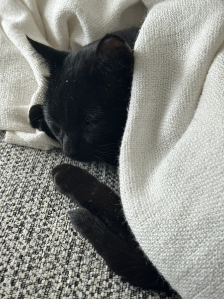 Adopting Magic