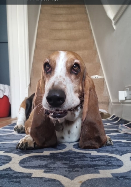 To start a positive dog thread