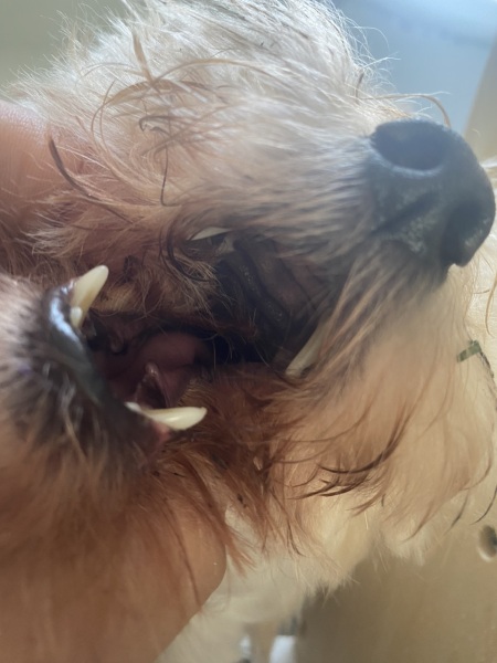 Dogs mouth not normal?