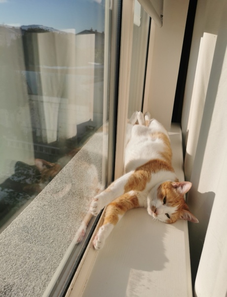 Please can I see your orange cats?