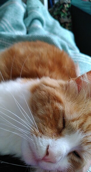 Please can I see your orange cats?