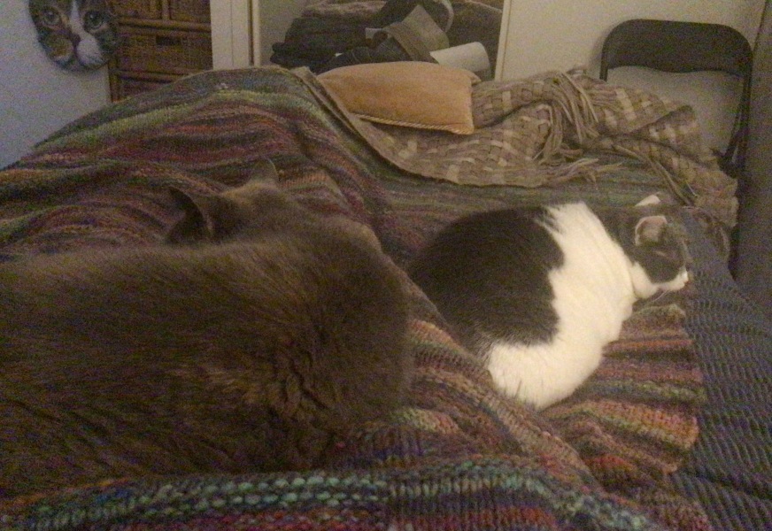 How have cats improved your life?