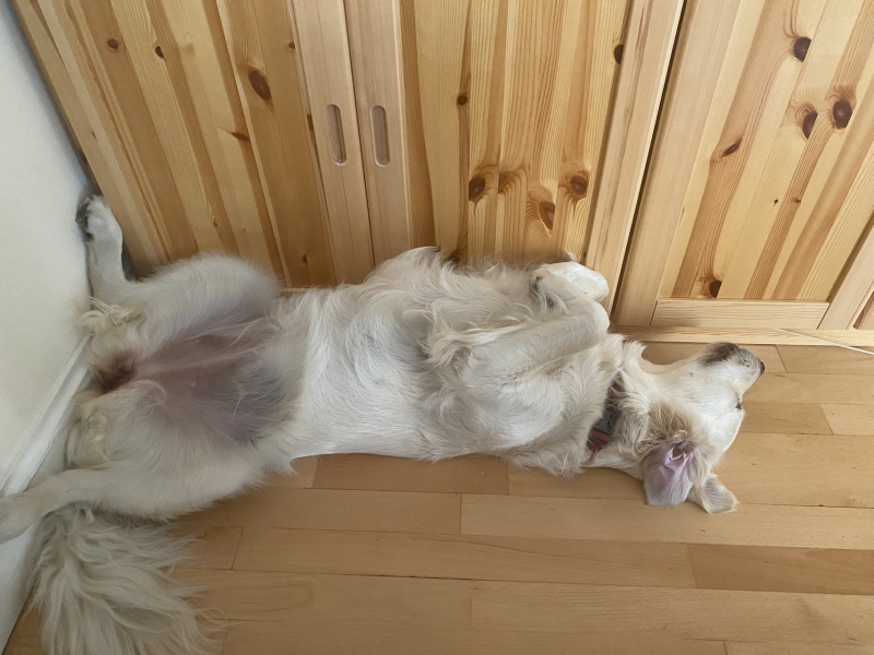 Puppy survival thread part 2