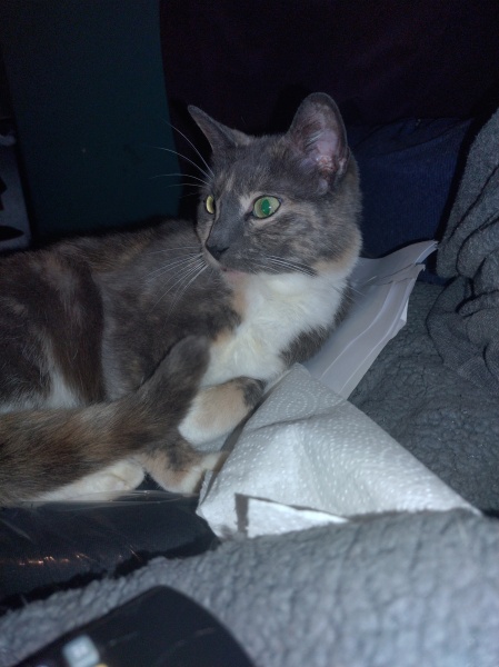 Further Adventures of the Excellent Cats