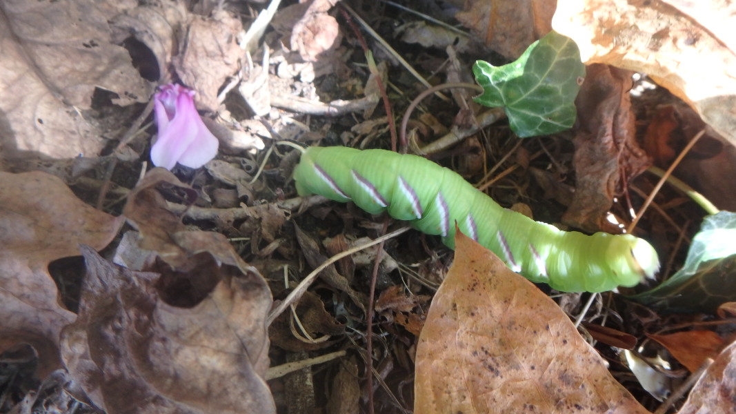Caterpillar ID anyone?