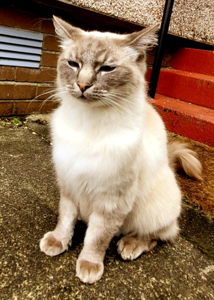 Further Adventures of the Excellent Cats