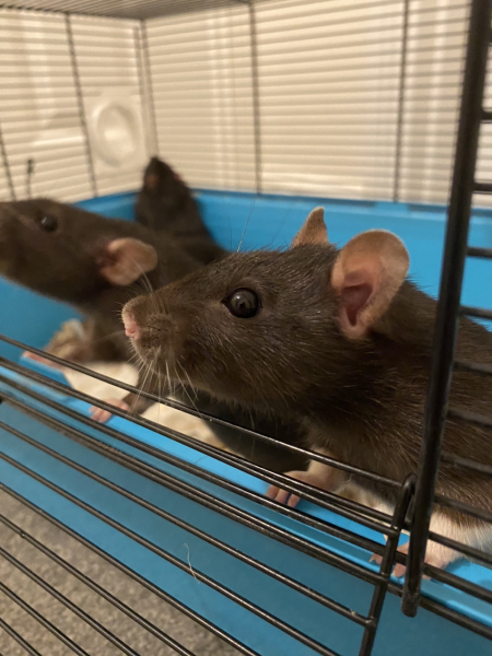 I've taken rescue rats and can't stand the smell
