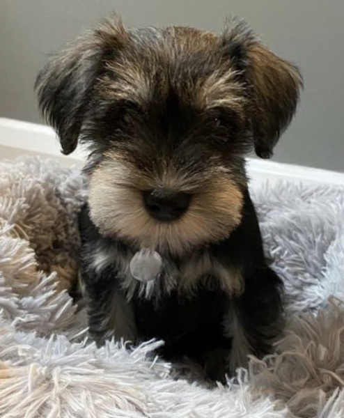 Hit me with your bestest girl puppy names!