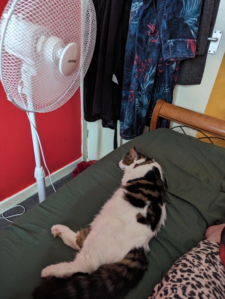 To tell my cat he is insane