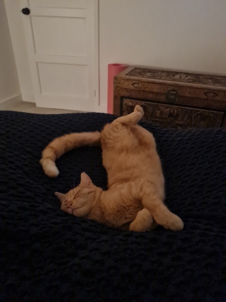 Please can I see your orange cats?