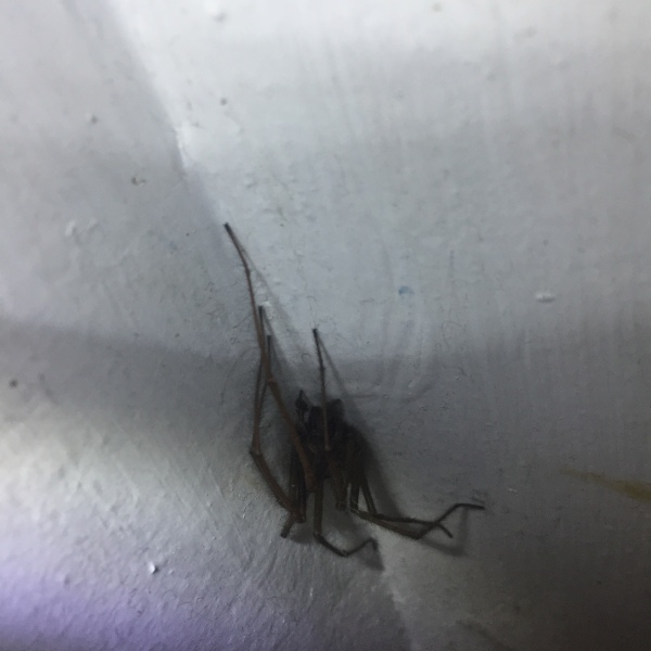 This crawled down my face [arachnophobics trigger warning]