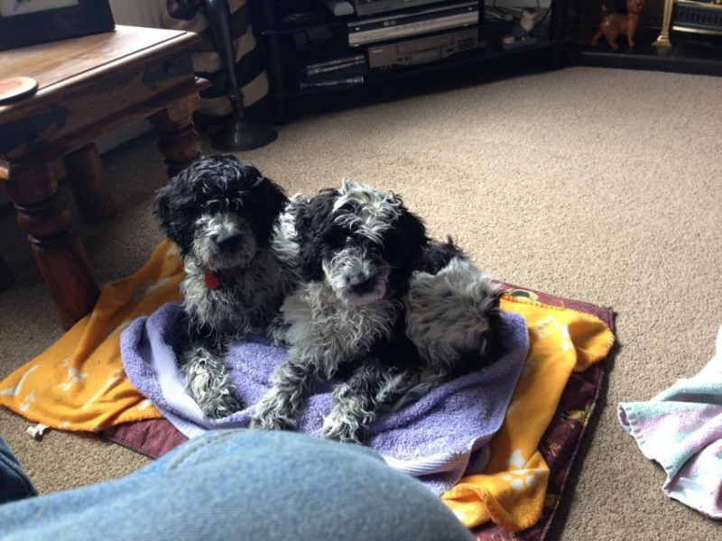 Any dog lovers here?