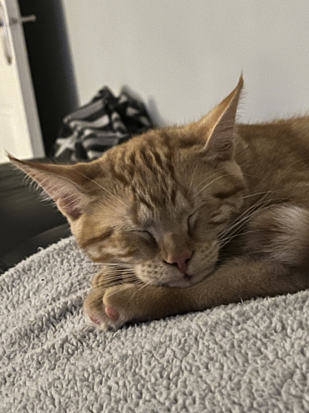 Please can I see your orange cats?