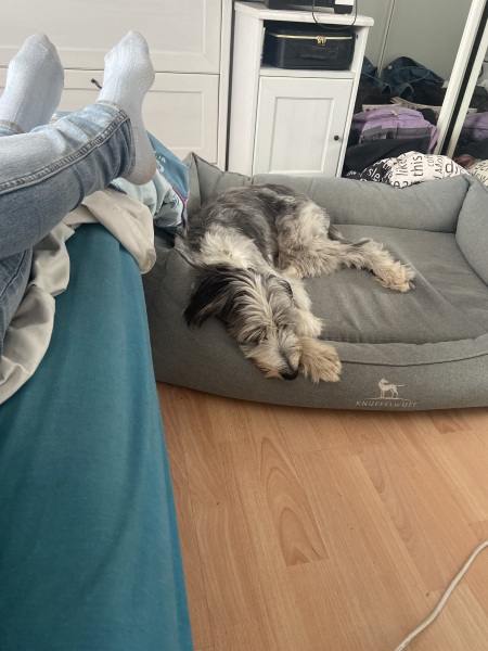 Orthopedic dog bed