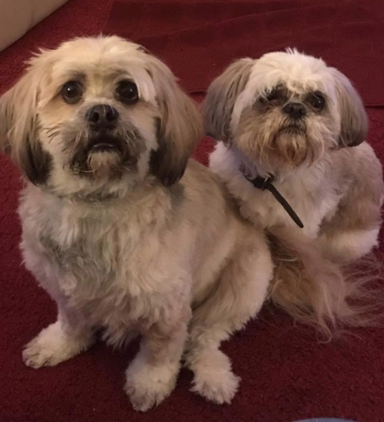 To start a positive dog thread