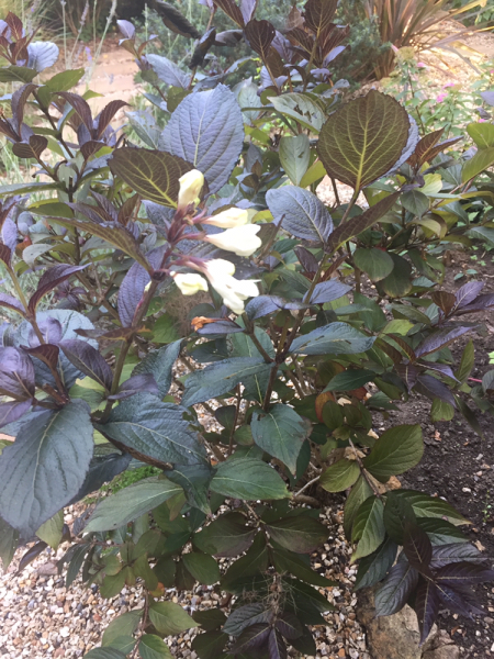 What is this plant please?