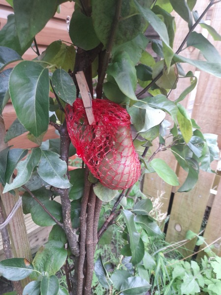 When do I pick my pear?