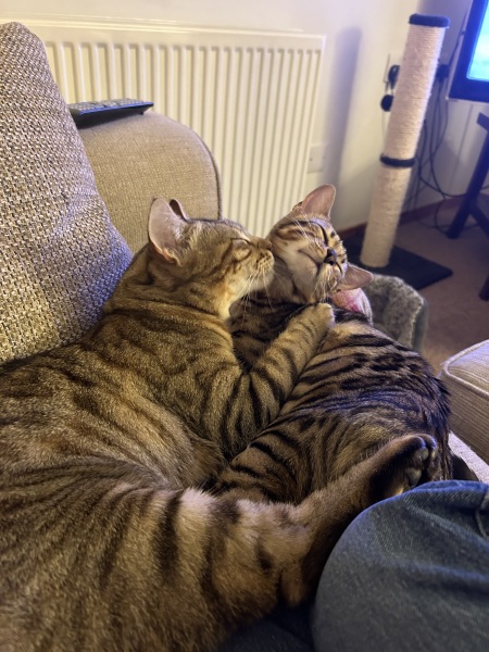 Cat pics to distract me