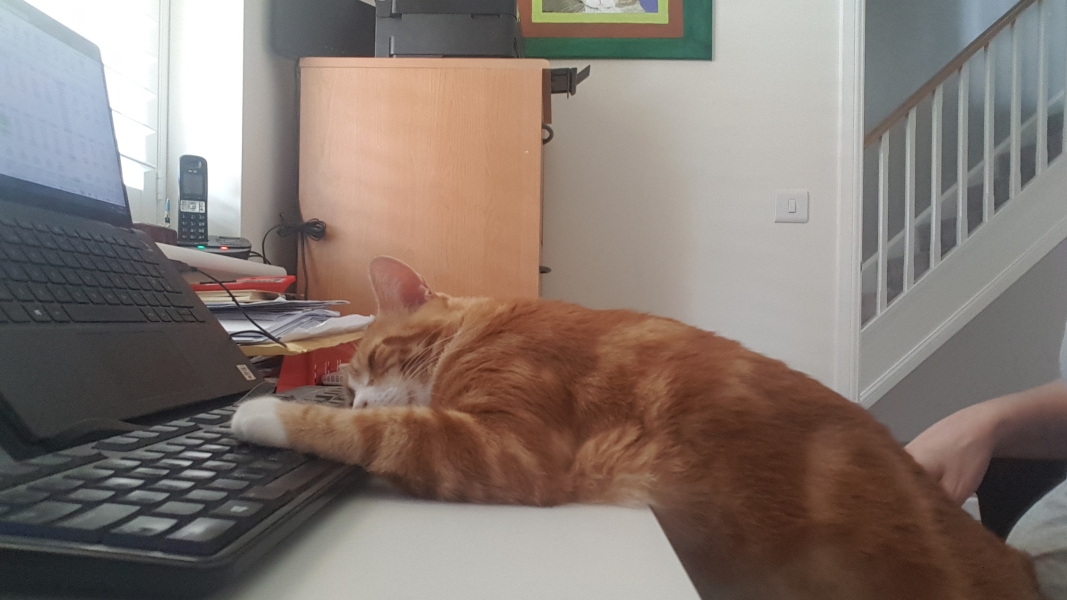 Please can I see your orange cats?