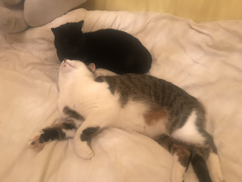 Anyone think three cats is manageable?