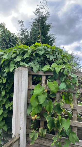 Is this Japanese Knotweed?
