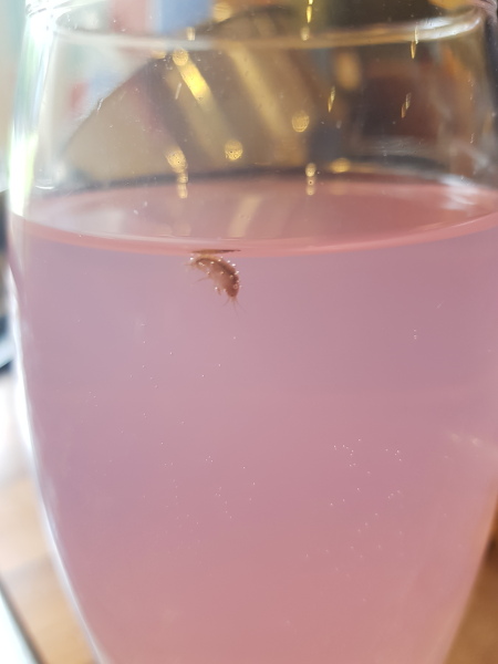 I have just fished a tiny shrimp out of my bath