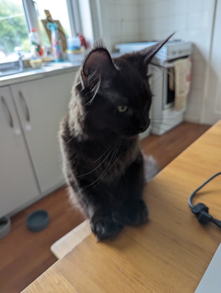 New kitten